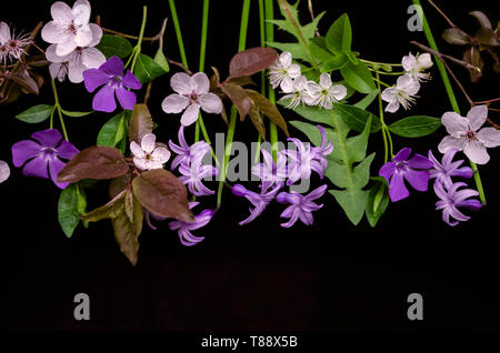 Schwarzer Hintergrund mit zarten Frühlingsblumen, lila Hyazinthen, periwinkle, Trauben von Pflaume Blüten und Kirschblüten Stockfoto