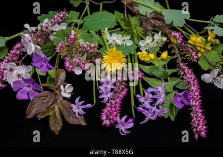 Frühling blühende Pflanzen, lila Immergrün und Hyazinthen, gelber Löwenzahn und Schöllkraut, Pflaume- und Kirschblüte auf schwarzem Hintergrund Stockfoto