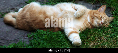 Cat Yoga; Ingwer Tom in einer unmöglichen Position, schlafen auf Rasen Stockfoto