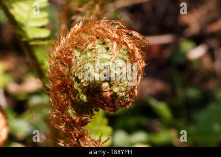 Eine grobe Baumfarn Wedel, Dicksonia squarrosa, entfaltet. Naturen Spiralen. Stockfoto