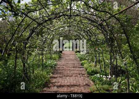 Obstbaum Tunnel. Ausgebildete Obstbäume über und Arch Stockfoto