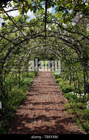 Obstbaum Tunnel. Ausgebildete Obstbäume über und Arch Stockfoto