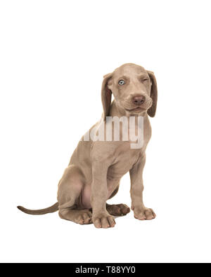 Cute sitzen winking weimaraner Welpen mit blauen Augen auf weißem Hintergrund Stockfoto