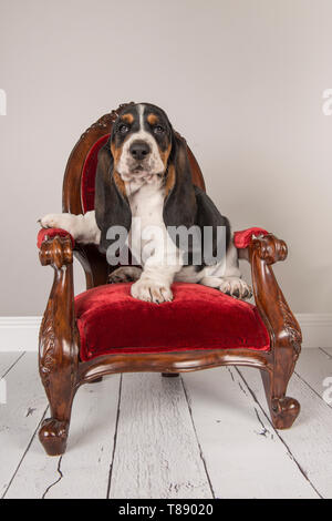 Cute Basset Hound Welpe, sitzend auf einem roten klassischer Stuhl in einem grauen Einstellung Studio Stockfoto