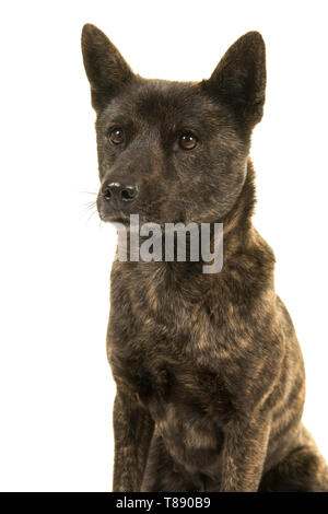 Portrait einer weiblichen Kai Ken Hund der Nationalen japanischen Rasse glancng auf weißem Hintergrund Stockfoto