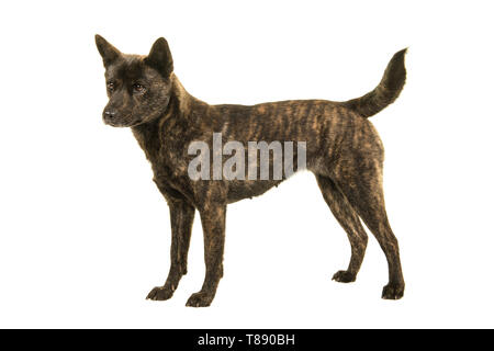 Weibliche Kai Ken Hund der Nationalen japanischen Rasse stehen von der Seite auf weißem Hintergrund isoliert gesehen Stockfoto