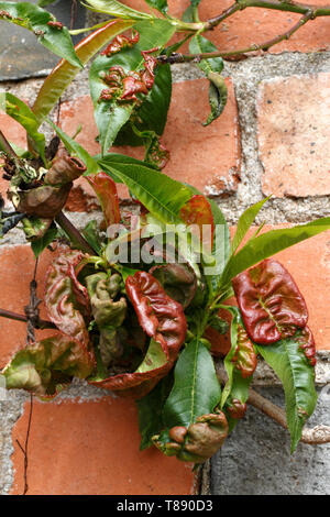 Pfirsich Blattschäden an einem Pfirsich- oder Nektarinenbäume Baum curl. Stockfoto