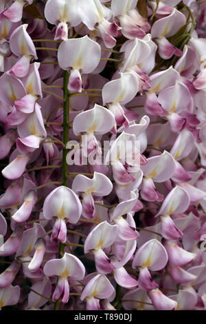 Rosa Glyzinien. Chinesische wisteria Blütenstände (Wisteria sinensis Floribunda), Stockfoto