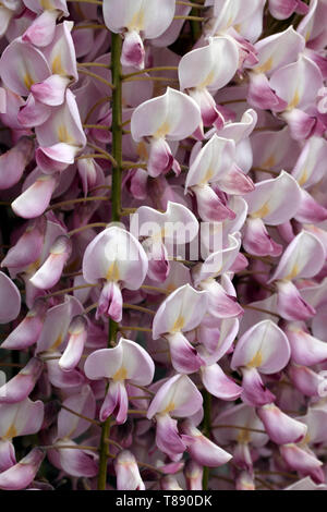 Rosa Glyzinien. Chinesische wisteria Blütenstände (Wisteria sinensis Floribunda), Stockfoto