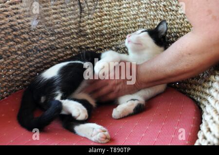 Piebald wilde Katze von Frau in Chania, Kreta, gestreichelt Stockfoto