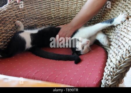 Piebald wilde Katze von Frau in Chania, Kreta, gestreichelt Stockfoto