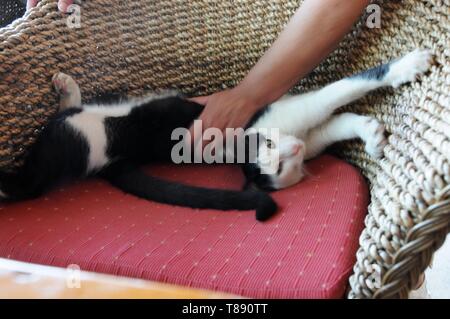 Piebald wilde Katze von Frau in Chania, Kreta, gestreichelt Stockfoto