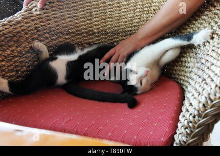 Piebald wilde Katze von Frau in Chania, Kreta, gestreichelt Stockfoto