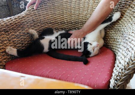 Piebald wilde Katze von Frau in Chania, Kreta, gestreichelt Stockfoto