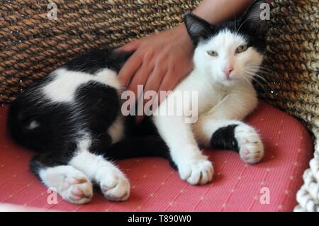 Piebald wilde Katze von Frau in Chania, Kreta, gestreichelt Stockfoto