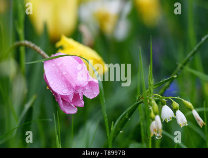 12. Mai 2019, Bayern, Nußdorf: Regentropfen hängen an Blumen. Foto: Angelika Warmuth/dpa Stockfoto