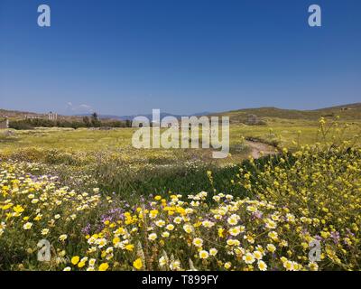 Delos. 3. Mai, 2019. Foto am 3. Mai 2019 zeigt die Landschaft von Delos, Griechenland. Delos, einmal in der boomenden Handelsplatz in der Mitte der Ägäis in der Nähe von Mykonos, ist ein UNESCO Weltkulturerbe mit einer Geschichte von 5000 Jahren. Delos ist in der Griechischen Mythologie als die Heilige Geburtsort von Zwillinge Apollo, der Gott des Lichtes, und Artemis, Göttin der Jagd verehrt. Credit: Yu Shuaishuai/Xinhua/Alamy leben Nachrichten Stockfoto