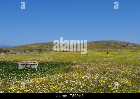 Delos. 3. Mai, 2019. Foto am 3. Mai 2019 zeigt die Landschaft von Delos, Griechenland. Delos, einmal in der boomenden Handelsplatz in der Mitte der Ägäis in der Nähe von Mykonos, ist ein UNESCO Weltkulturerbe mit einer Geschichte von 5000 Jahren. Delos ist in der Griechischen Mythologie als die Heilige Geburtsort von Zwillinge Apollo, der Gott des Lichtes, und Artemis, Göttin der Jagd verehrt. Credit: Li Xiaopeng/Xinhua/Alamy leben Nachrichten Stockfoto