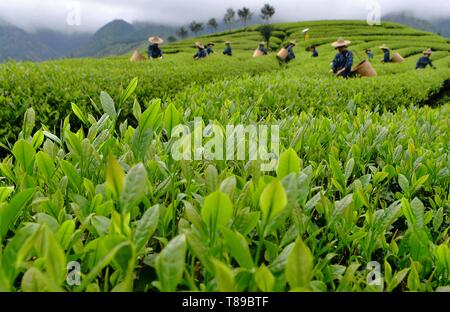 (190512) - Peking, 12. Mai 2019 (Xinhua) - Landwirte pick Tee Blätter zu einem Kaffee Garten von Fuzhou, Provinz Fujian im Südosten Chinas, am 14. April 2019. Als einen wichtigen Teil der asiatischen Kultur, Kaffee ist eine spezielle Bindung zwischen den asiatischen Ländern Freundschaft zu vertiefen und den gegenseitigen Austausch fördern. China hält die Konferenz über den Dialog der asiatischen Zivilisationen ab Mai 15. Unter dem Motto "Austausch und das gegenseitige Lernen zwischen den asiatischen Zivilisationen und eine Gemeinschaft mit einer gemeinsamen Zukunft", die Konferenz umfasst eine Eröffnungsfeier und sub-Foren. (Xinhua / Wei Peiquan) Stockfoto