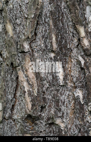 Die Rinde Struktur der alten Eiche. Natürliches Material Textur oder braunen Hintergrund. Stockfoto