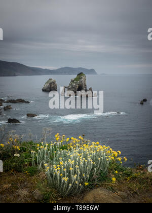 An der Küste von San Juan de Gaztelugatxe, Dragon-Stein im Spiel der Throne, die Brücke und die Steintreppe. Gelbe Blüten im Frühjahr und Sommer Stockfoto