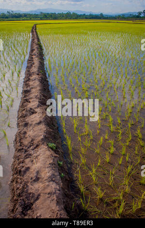 Landwirtschaft und Reisfeld Stockfoto