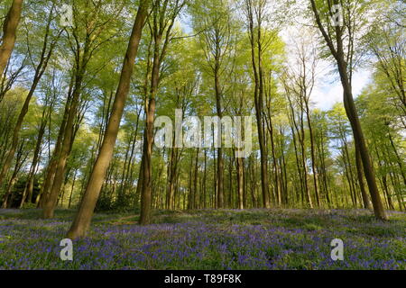 Blue Bells und frisch grün Blatt Wachstum auf der Buche in Micheldever Wald Hampshire Stockfoto