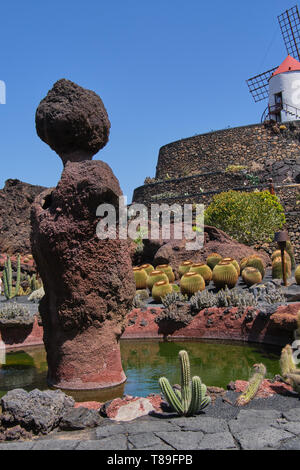 Ansicht Der Cactus Garten mit seiner Windmühle, Jardin de Cactus in Guatiza, Lanzarote, Kanarische Inseln, Spanien Stockfoto