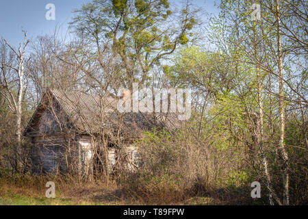 Verlassene kleine Haus mit blühenden Bäumen und Bush in Weißrussland Tschernobyl Sperrzone, die vor kurzem für die Öffentlichkeit ab April 2019 geöffnet überwuchert. Stockfoto