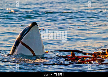 Norden ansässigen Orca spy-hopping und Spielen in Seetang in der Nähe der Küste von Vancouver Island, British Columbia, Kanada Stockfoto