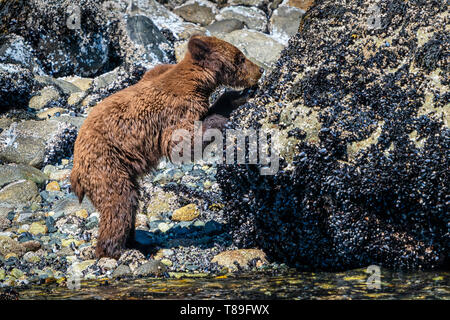 Letzte Jahre Grizzly Bear Cub schlemmen entlang der niedrigen tideline im Knight Inlet, Great Bear Rainforest, British Columbia, Küste, erste Nationen Gebiet, C Stockfoto