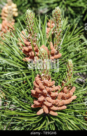 Lodgepole Kiefern, Pinus contorta männlichen Kegel Stockfoto