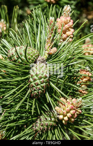 Lodgepole-Kiefernzapfen Pinus contorta Stockfoto