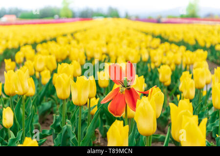 Sterbende rot orange tulip unter einem Feld von gelb blühende Tulpen im Frühling. Auf einer Blume Bauernhof touristische Attraktion. Verschwommenen Hintergrund. Stockfoto