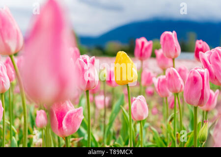 Gelbe Tulpe in einem Feld zwischen rosa und weißen Tulpen - eine andere Blume. Auf einer Blume Bauernhof, touristische Attraktion. Stockfoto