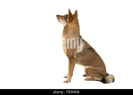 Shikoku Hund sitzend mit der Suche und im Hintergrund auf einem weißen Hintergrund isoliert Stockfoto