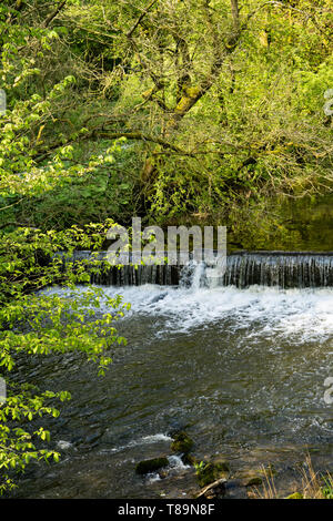 Wehr/Wasserfall auf dem Fluss Krümmer, Ilam Hall, Ilam Park, Ilam, Peak District, Staffordshire, Großbritannien Stockfoto