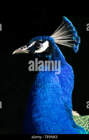 Schöne Pfau fotografiert im Profil Stockfoto