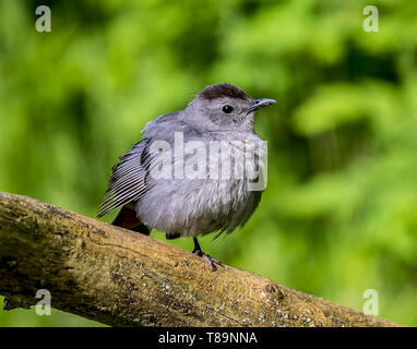 Eine schöne graue catbird thront auf einem Ast. Stockfoto