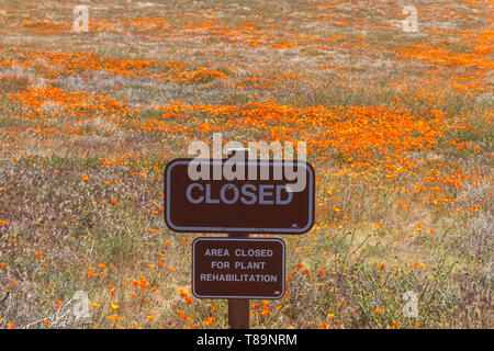 Geschlossener Bereich für die Rehabilitation auf Antelope Valley California Poppy finden, California, United States. Stockfoto