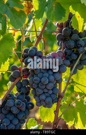 Frankreich, Herault, Lodève, Domäne der Roquemale, Trauben der Sorte Cinsault Stockfoto