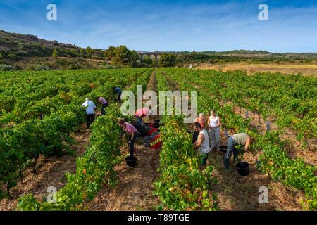 Frankreich, Herault, Lodève, Domäne der Roquemale, vintagers in Weinbergen Stockfoto