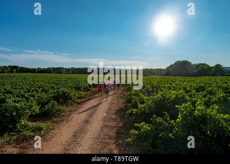 Frankreich, Herault, Vic-la-Gardiole, Domäne der Mas Rouge, Spaziergang in den Weinbergen Stockfoto