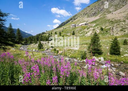 Frankreich, Alpes Maritimes, Nationalpark Mercantour, Haute Vésubie, das madone von rugger Tal, das Heiligtum der Madonna von rugger (1904 m), Blumen von rosebay Weidenröschen (Epilobium angustifolium) Stockfoto