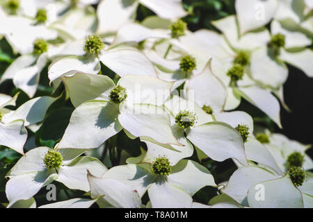 Weiß pseudoflowers und grünen Blüten der Chinesischen Hartriegel, asiatische Hartriegel, Cornus kousa Stockfoto