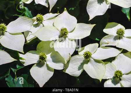 Weiß pseudoflowers und grünen Blüten der Chinesischen Hartriegel, asiatische Hartriegel, Cornus kousa Stockfoto