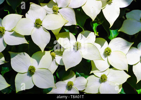 Weiß pseudoflowers und grünen Blüten der Chinesischen Hartriegel, asiatische Hartriegel, Cornus kousa Stockfoto