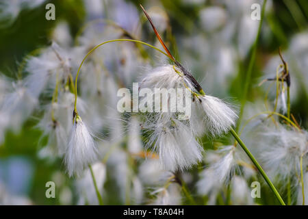 Blume des breitblättrigen Wollgras, Breitblättrigen Baumwolle - Segge, Eriophorum latifolium, im Sommer Stockfoto