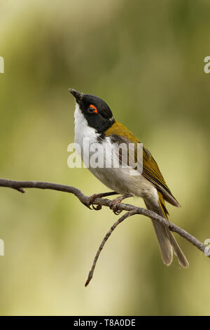 Weiß-naped Honeyeater - Melithreptus lunatus - eine der australischen honeyeaters im Wald. Australien. Stockfoto