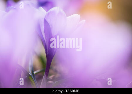 Der frühe Frühling Crocus vernus Erinnerung Stockfoto